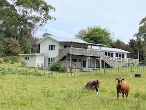 Henderson Bay Retreat with pet cows in paddock
