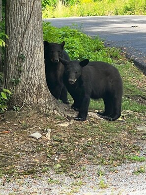 We have constant Bear visits this time of year! Remember, never feed the bears and always maintain your distance.