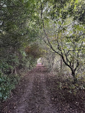 Trail by the duck pond.