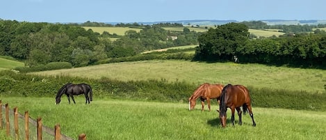 Terrenos do alojamento