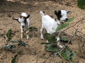 NOS PETITS CHEVREAUX