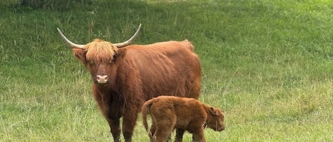 Baby Liberty has arrived! Our sweet little Highland!