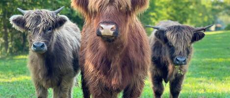 Meet our Highland Cows: Rosey, Sadie, Rae and William! 