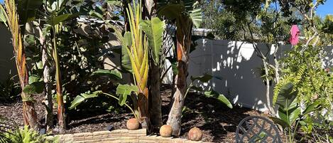 Newly Landscaped Backyard Area 