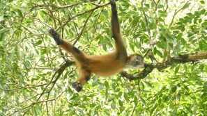 Spider Monkeys in the Reserve. 