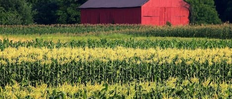 The Valley is known for our picturesque red tobacco barns and expansive cornfields. 