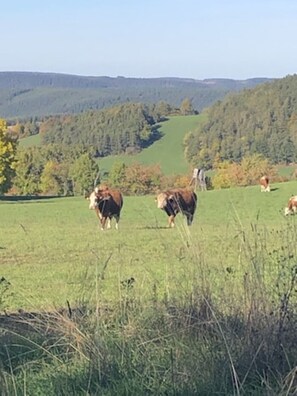 Unterkunftsgelände