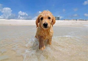 Pensacola Dog Beach!