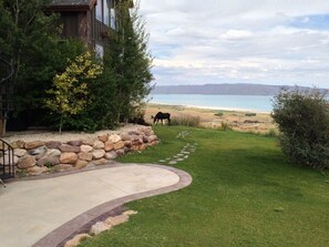 In the early days we would often see "the moose."  Natural landscaping-no grass
