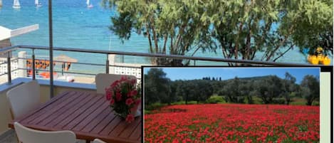 Beach view from the balcony. Bottom-right: The wild tulips of Chios!