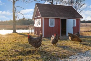 Some of our feathered friends