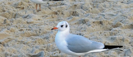 Möwe am Strand