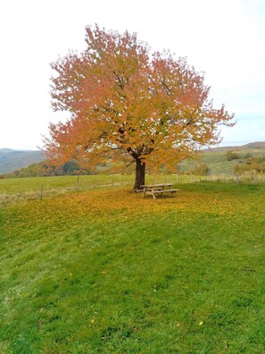 Boendeområde