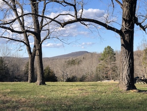 Mature walnut trees frame a view of Pilot Mountain from the front yard.