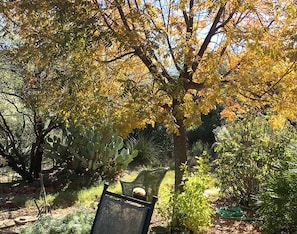 Spring and  summer view of backyard - beyond fig tree at right is entry to room