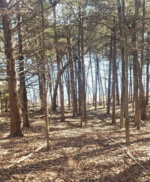 Pathway to shoreline