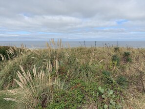 Grass, Vegetation, Field, Grassland, Nature