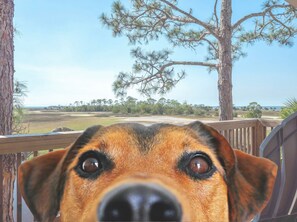 Heron House is pet friendly!