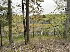 View of the Cranberry Bog from the top of the ridge behind Ridge View.