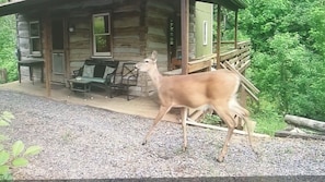 One of many deer and other wildlife that visit the cabin regularly.