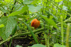 Camp garden