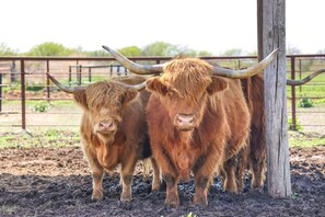 Alpacas & Highland Cows On-Site | Homeowner On-Site