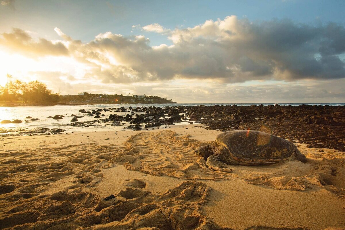 Marriott Waiohai Beach Resort – On The Beach- Family Friendly