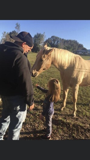 You might see the neighbors horses grazing in the pasture!