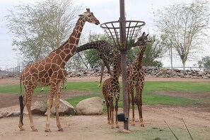 Phoenix Zoo