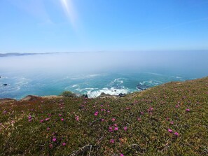 Beautiful view near Bodega Head trail.