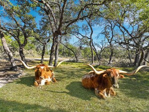 Say hello to Tex and Rex the resident longhorns.