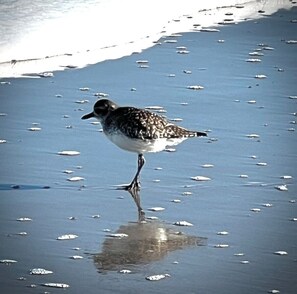 Sand Piper - 