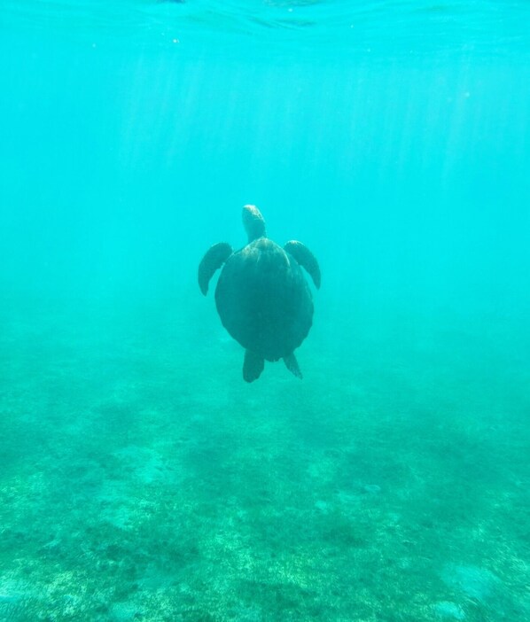 Brewers Bay snorkeling