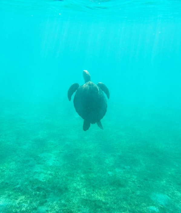 Divers