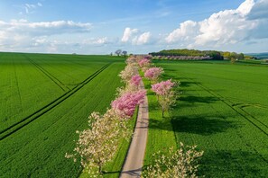 The drive lined with cherry blossoms at Blacksmith's Shop, Yorkshire