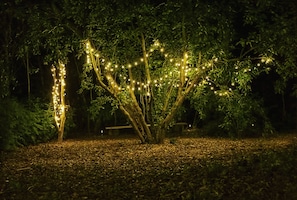 Grove at night