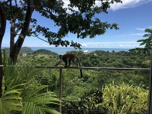 The main terrace. Monkeys often visit Casa Pura Vista to enjoy the fruit trees.
