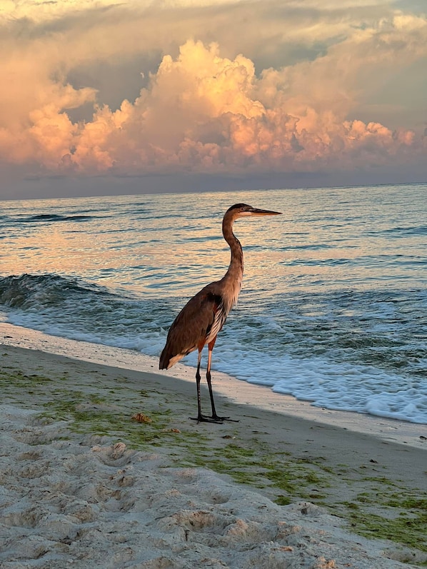 BIrding - Beautiful Gulf Coast Nature