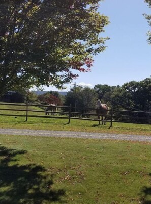 Chat with the horses, who love company- especially with cut-up apples /carrots!