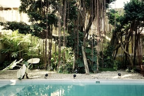 The ancient banyan tree guarding the yard.