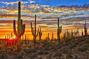 Desert Botanical Gardens