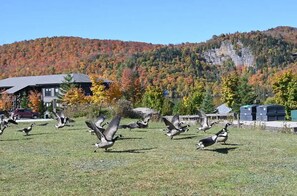 Our Canadian geese preparing for their long flight south