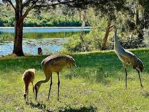 Sandhill Cranes with baby