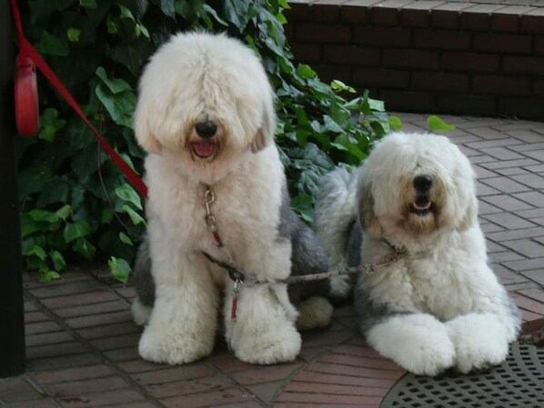 Pets (dogs, cats and other small animals) can stay in the same room and have meals together.