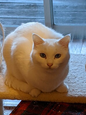 Cats can also stay in the same room and eat together.