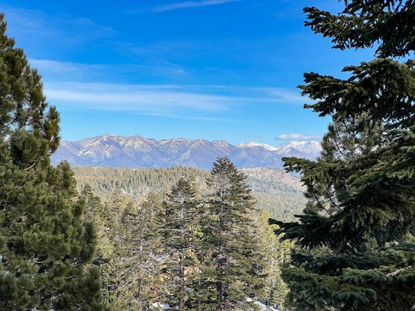 Fir, Tree, Scenery, Outdoors, Nature