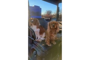 Pet-friendly