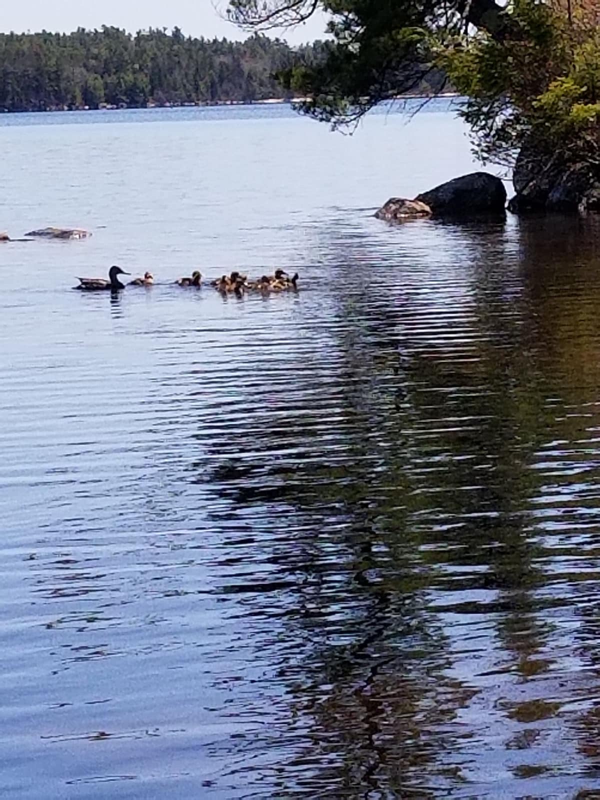 Dock Holiday! Family fun on Toddy Pond!