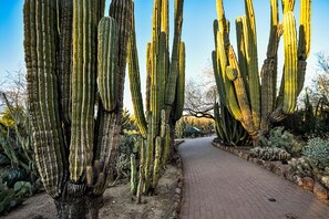 Desert Botanical Gardens