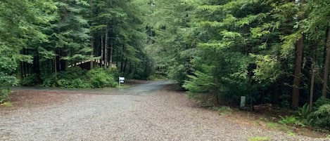  Redwood trees all around.